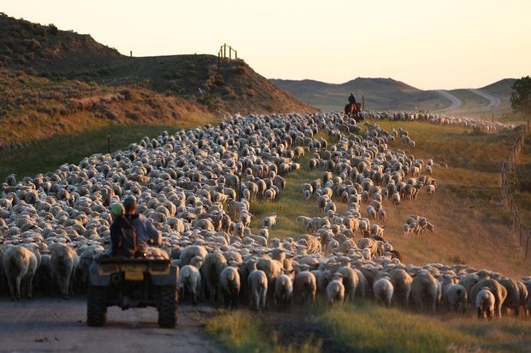 As the sun peaked over the horizon, the Curuchet’s were making the final approach into Kaycee. The family moved the sheep a bit faster in the morning trying to make it in and out of town early before the heat set in and before traffic starts.