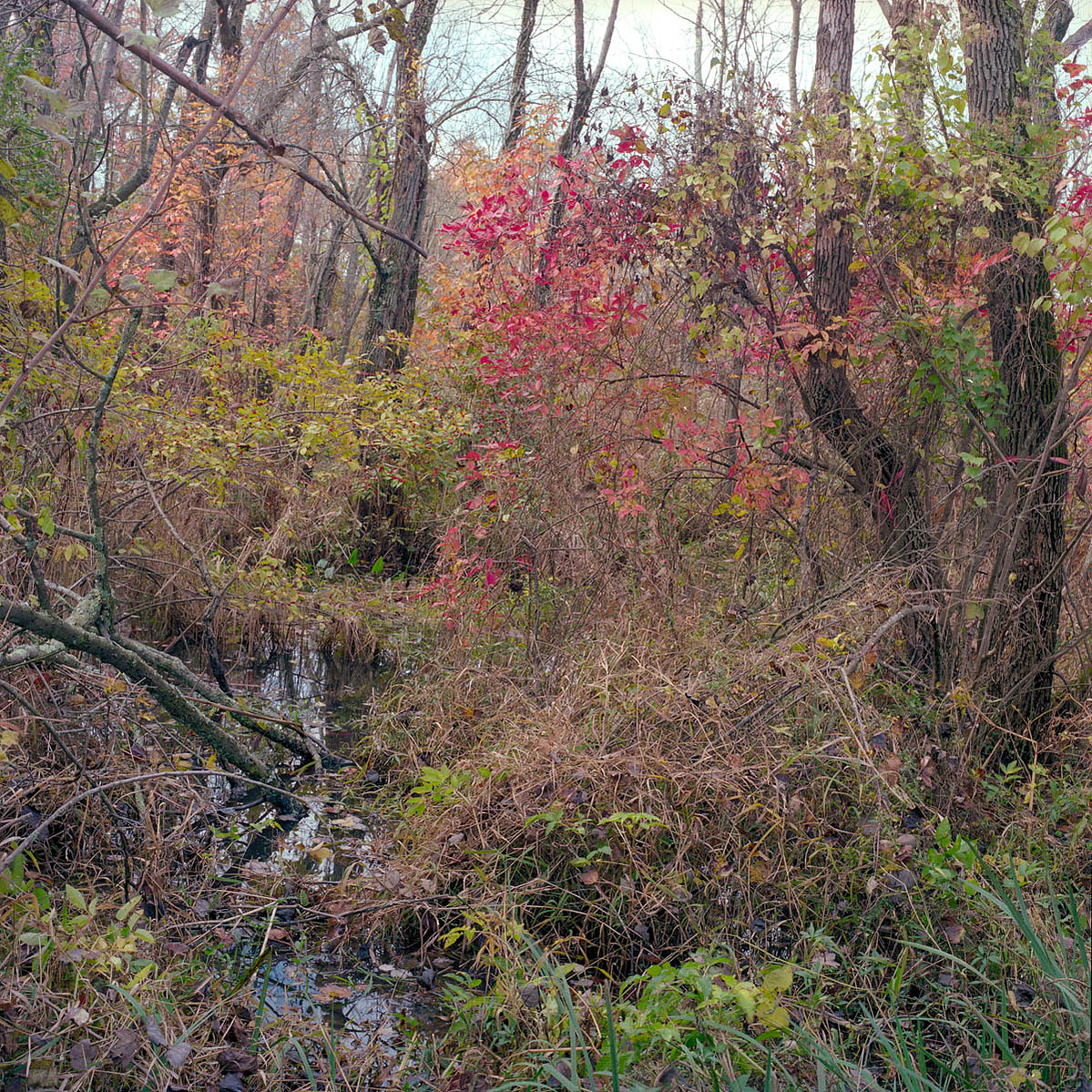 after the beetle - Amanda Sauer Photography