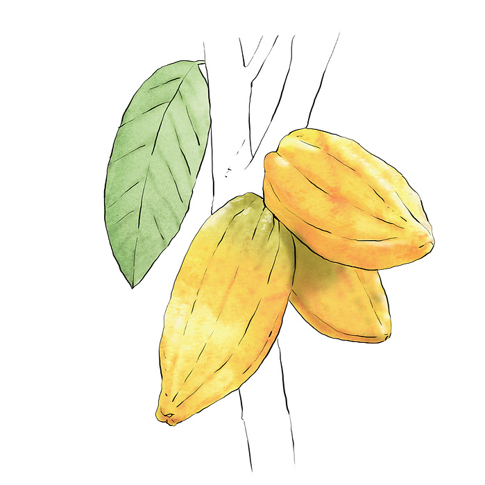 Iveta Karpathyova illustration illustrator animator studio art artist california san francisco toronto canadian food Lindt chocolates chocolate cocoa branding
