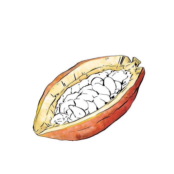 Iveta Karpathyova illustration illustrator animator studio art artist california san francisco toronto canadian food Lindt chocolates chocolate cocoa branding