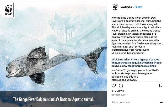 Iveta Karpathyova wwf world wildlife fund artist illustrator dolphin art artwork