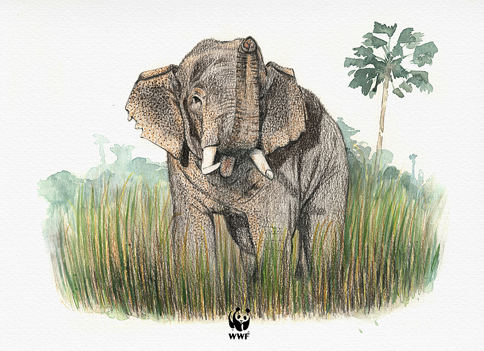 WWF World Wildlife Fund illustrator illustration iveta karpathyova ka artist elephant collaborator india