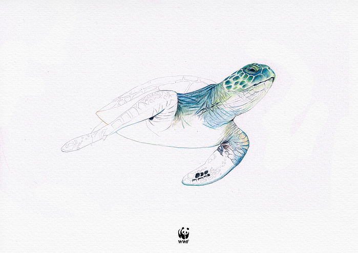 WWF World Wildlife Fund illustrator illustration iveta karpathyova ka artist turtle collaborator india