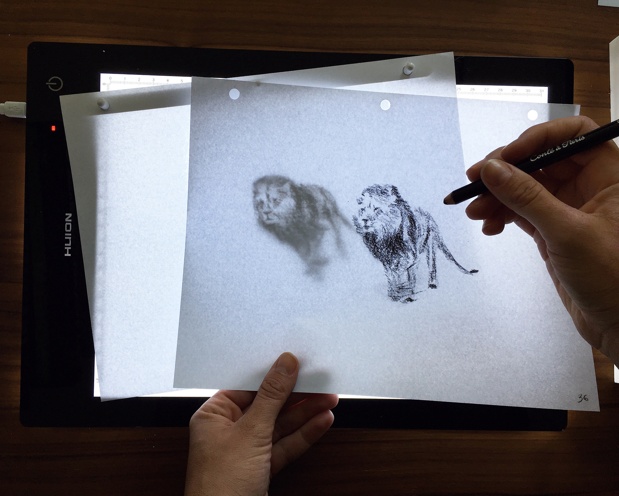 Iveta Karpathyova studio animation animator illustrator illustration toronto san francisco lion wildlife hand drawn pencil traditional nature animal charcoal rotoscope rotoscoping art artist 