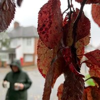 Some beautiful leaves in the rain as captured by Thibaut Vandame. We had our coffee on a stroll in the rain ☔️ ☕️