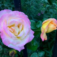A gorgeous rose. I just adore these colours! How incredible nature is. 