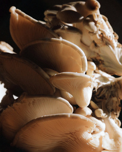 Mushroom still life photography by Michelle Corvino