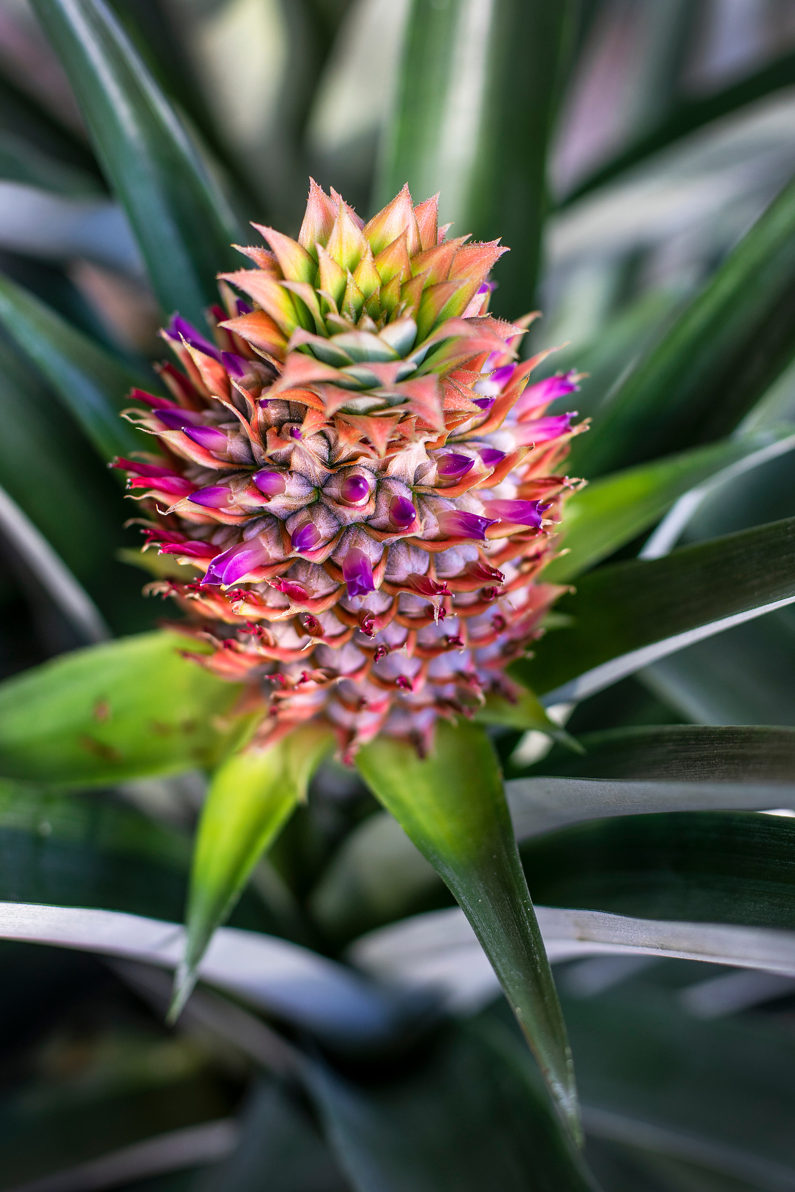 purple, orange, green, pineapple, home photos, digital photography