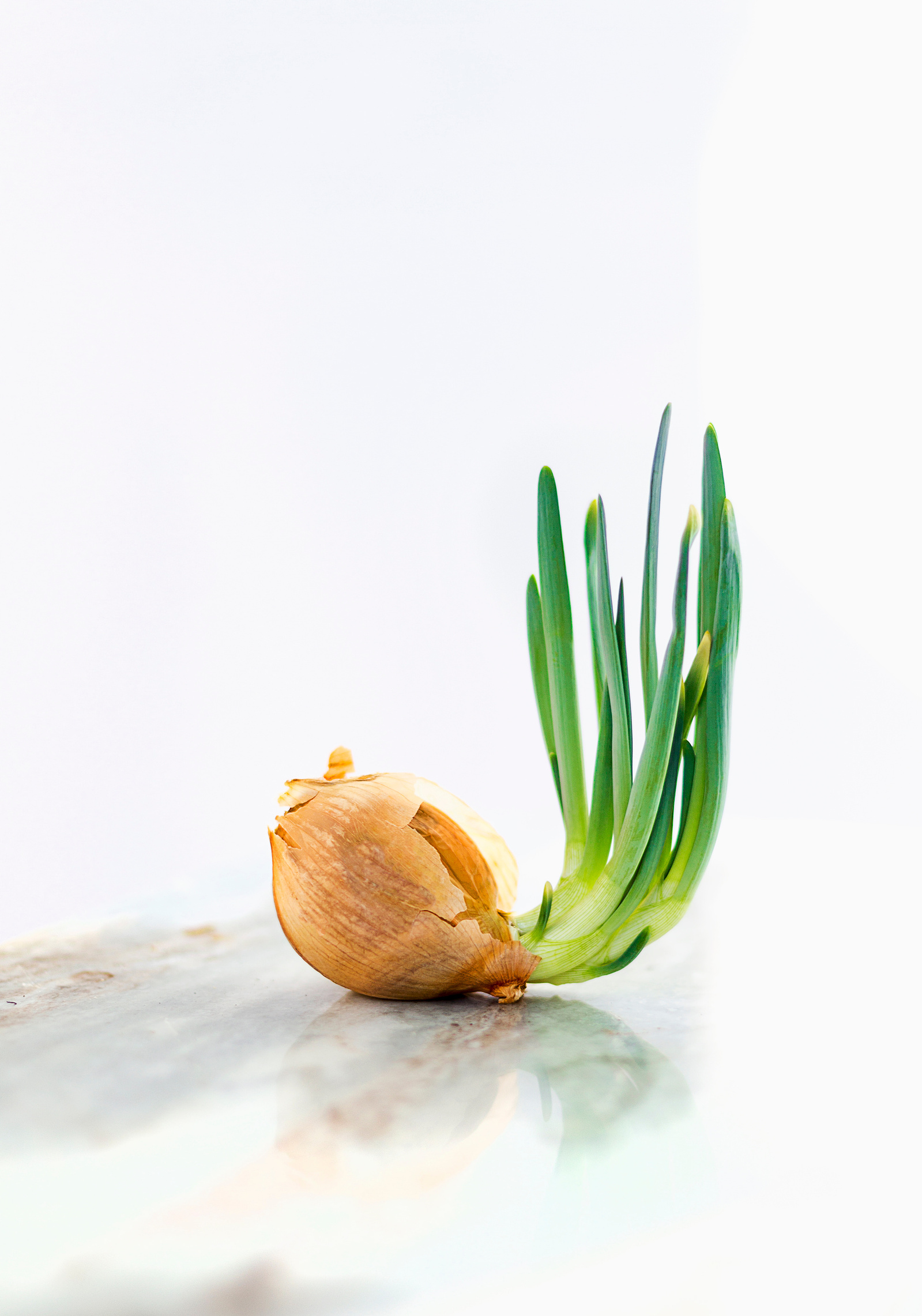 marble, in studio, green, yellow onion.