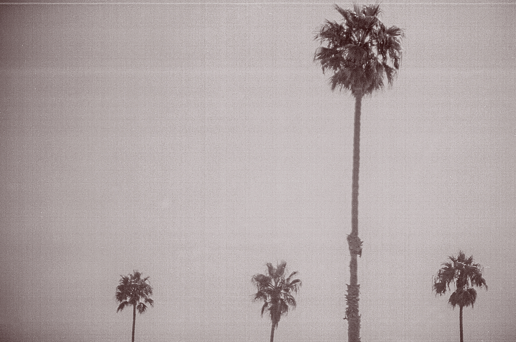 monochrome palm trees on California beach