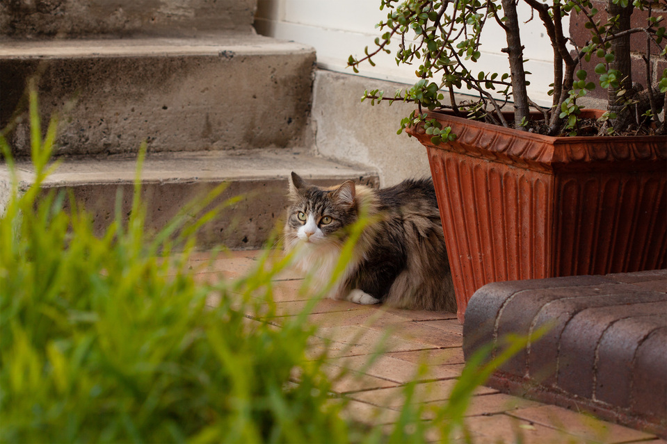 My neighbor's beautiful cat
