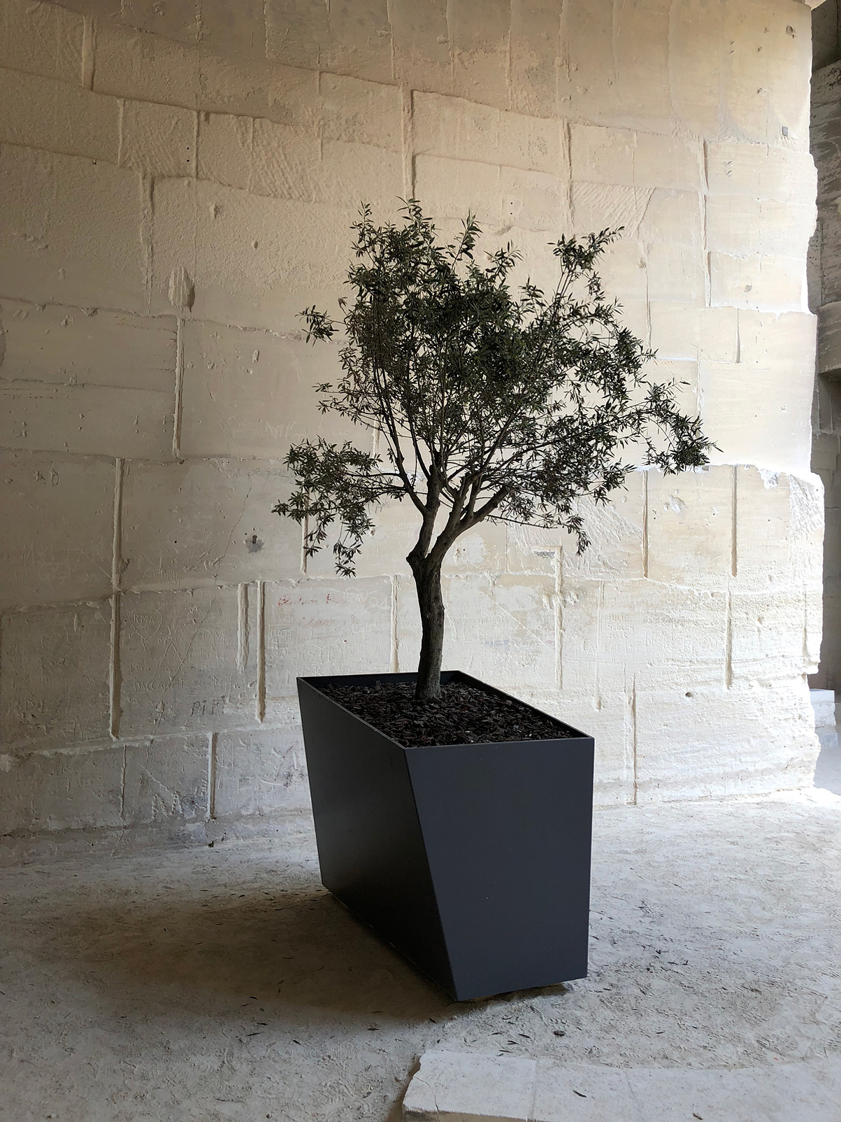 Small tree plant in a black, geometric pot