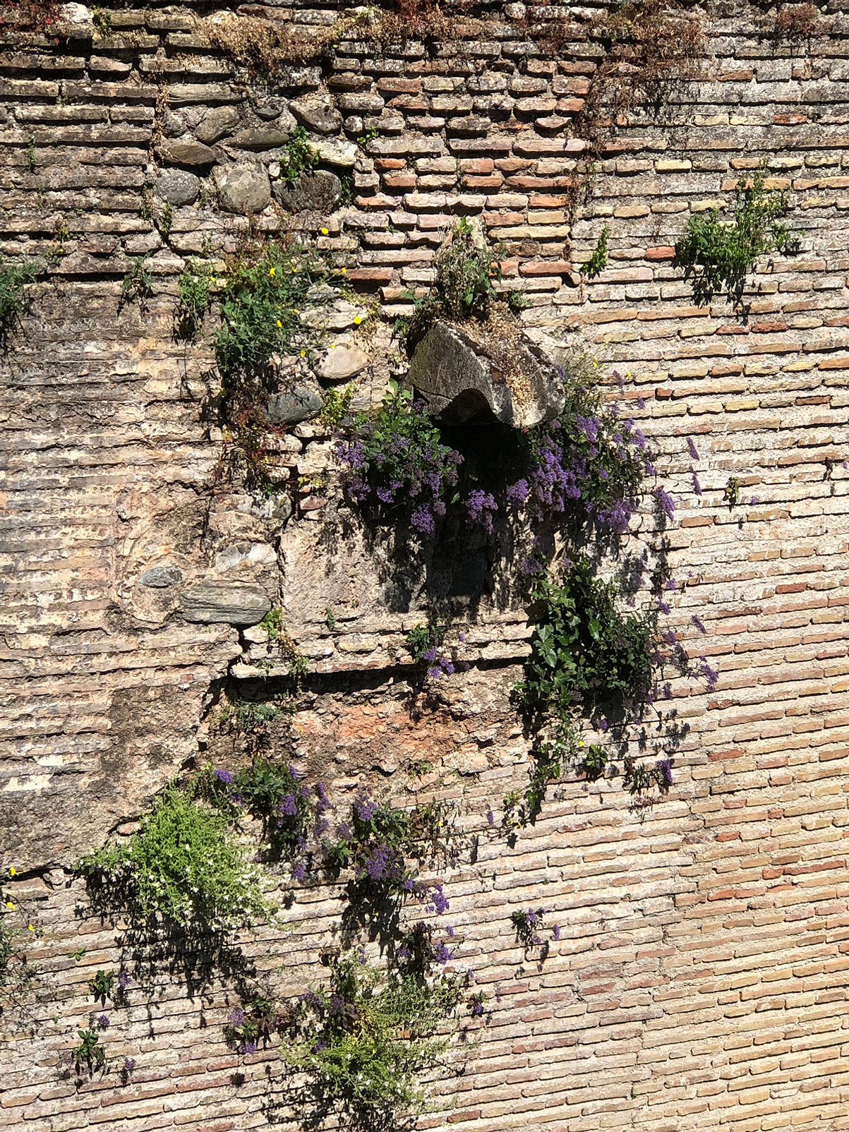 Green and purple plant life growing through the cracks of a beige brick wall