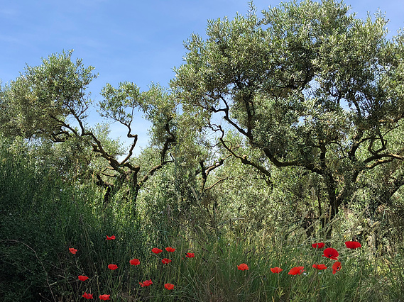 Green, leafy trees with dark, thin tree trunks in the middle of a field of poppies
