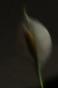 Série photographique poétique confinement à Nantes 2020