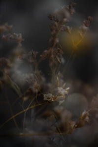 Série photographique poétique confinement à Nantes 2020