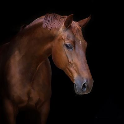 Horse Portrait