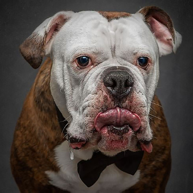 Portrait of an English Bulldog