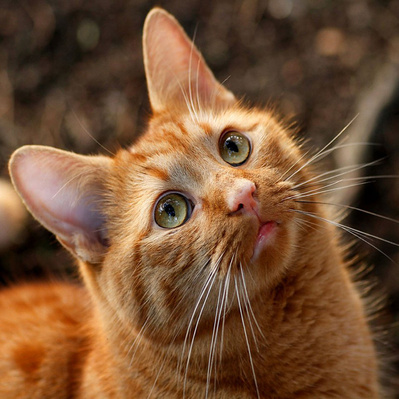 Cat Portrait
