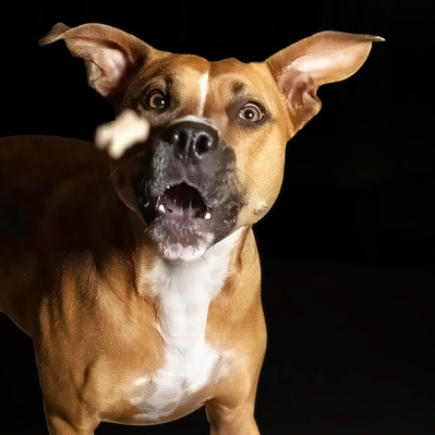 Portrait of Dammit Janet Catching a Treat