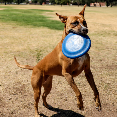 Action Dog Photography with Dammit Janet