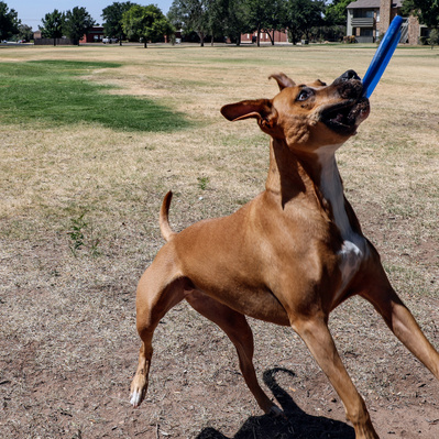 Action Dog Photography with Dammit Janet