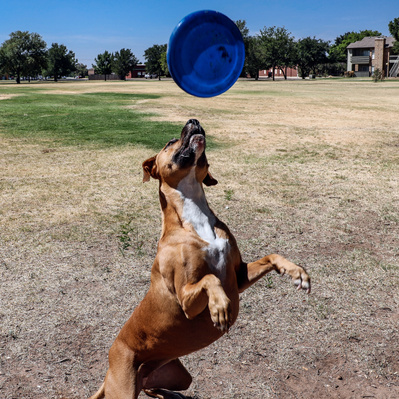 Action Dog Photography with Dammit Janet