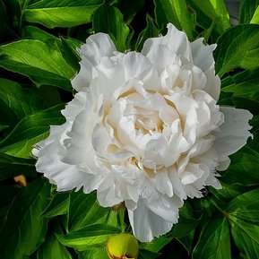 A drone photograph of a Peonies flower in Lubbock, Texas