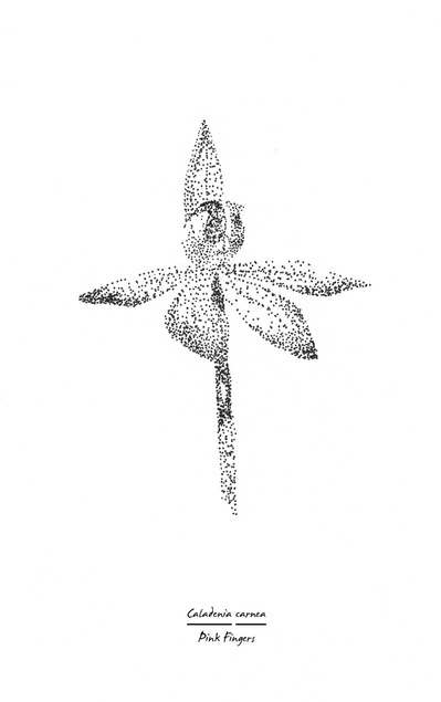Caladenia carnea. The Pink Fingers orchid flower is a lovely contrast against the forest floor where it is often found.