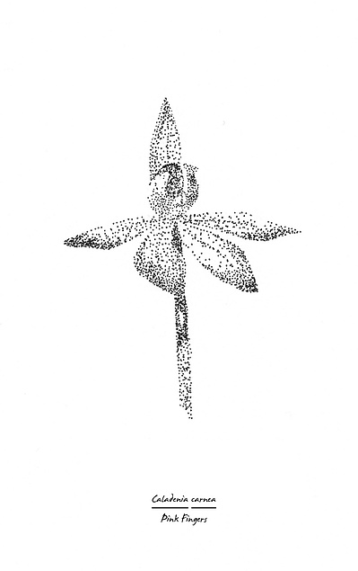 Caladenia carnea. The Pink Fingers orchid flower is a lovely contrast against the forest floor where it is often found.