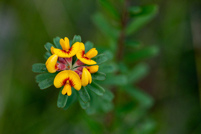 Photograph of wallum and heath wildflowers on Sunshine Coast, Queensland, Australia. Pultenaea retusa, Blunt-leaved Pea