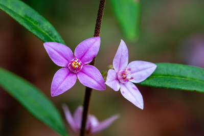 Photograph of wildflowers on Sunshine Coast, Queensland, Australia. Boronia rosmarinifolia | Forest Boronia