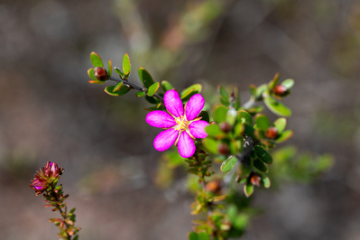 Photograph of wallum and heath wildflowers on Sunshine Coast, Queensland, Australia. Bauera capitata | Wallum Bauera