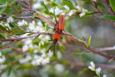 Photograph of wallum and heath wildflowers and insects on Sunshine Coast, Queensland, Australia. Leucopogon pimeleoides | Silky Beard Heath with Trichalus ampliatus | Red-shoulder Lycid Beetle