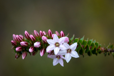 Photograph of wildflowers on Sunshine Coast, Queensland, Australia. Epacris pulchella, Wallum Heath.