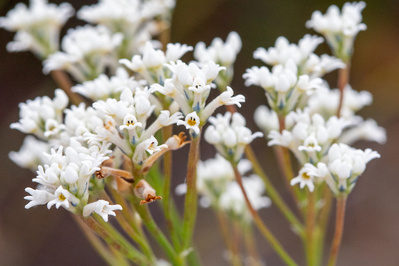 Comospermum taxifolium | Devil's Rice