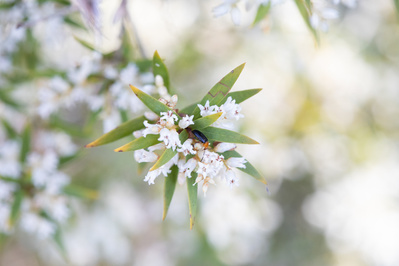 Photograph of wallum and heath wildflowers on Sunshine Coast, Queensland, Australia. 