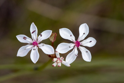 Photograph of wildflowers on Sunshine Coast, Queensland, Australia. Burchardia umbellata, Milk Maids