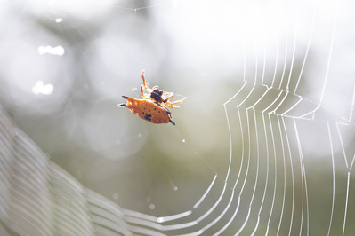 Photograph of wildlife on Sunshine Coast, Queensland, Australia. Gasteracantha cancriformis, Orange Spiny Orbweaver