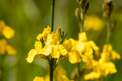 Photograph of wildflowers on Sunshine Coast, Queensland, Australia. Goodenia stelligera, Wallum Goodenia.