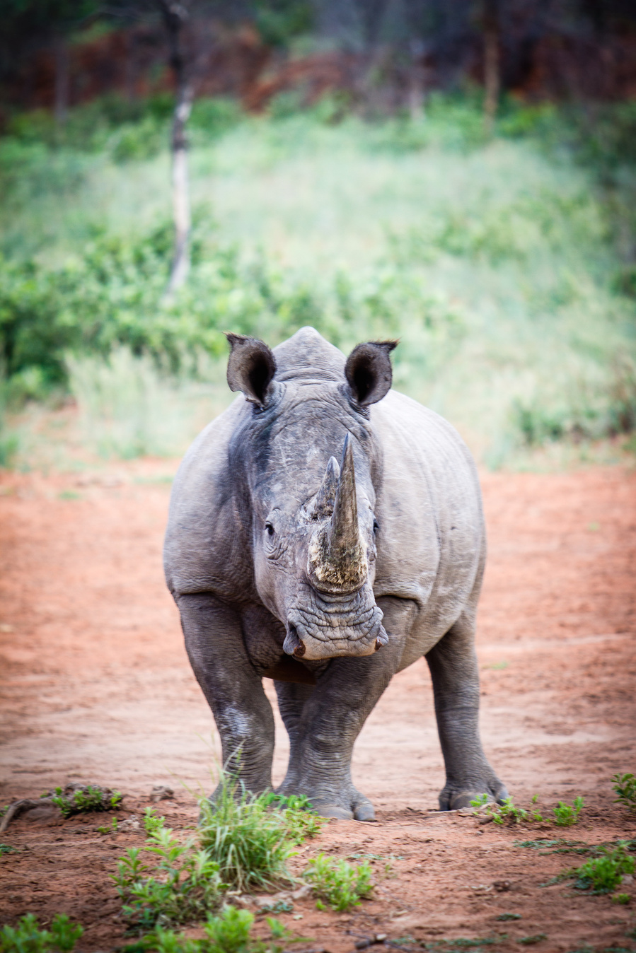 Namibia, Road Trip, Erin van der Wyk, Erin van der Wyk Photography, Travel Photography, Africa, Waterberg Plateau, White Rhinosaurus