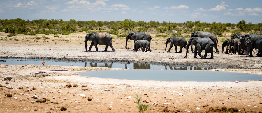 Namibia, Road Trip, Erin van der Wyk, Erin van der Wyk Photography, Travel Photography, Africa, Etosha National Park