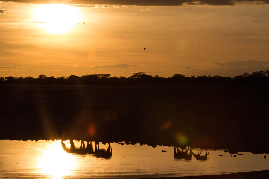 Namibia, Road Trip, Erin van der Wyk, Erin van der Wyk Photography, Travel Photography, Africa, Etosha National Park