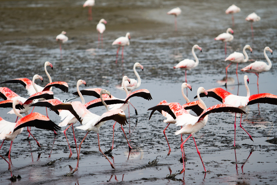 Namibia, Road Trip, Erin van der Wyk, Erin van der Wyk Photography, Travel Photography, Skeleton Coast, Flamingo, Africa
