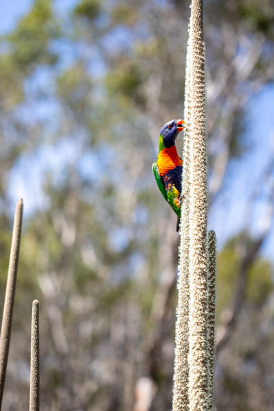 Photograph of wallum and heath wildflowers on Sunshine Coast, Queensland, Australia. 