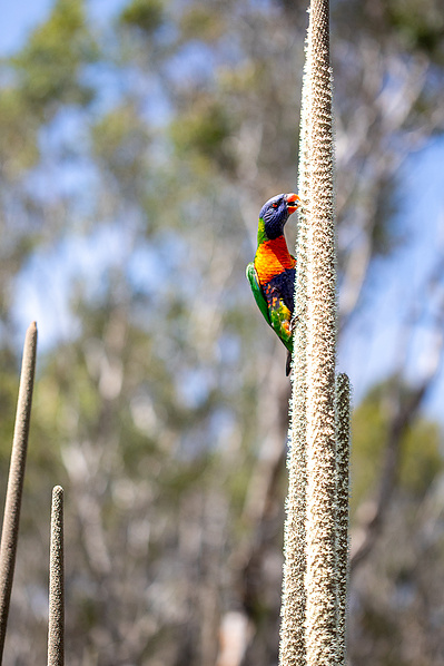 Photograph of wallum and heath wildflowers on Sunshine Coast, Queensland, Australia. 