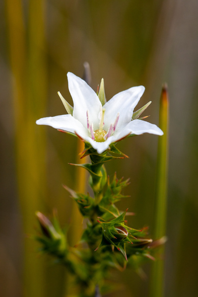 Photograph of wallum and heath wildflowers on Sunshine Coast, Queensland, Australia. Sprengelia sprengelioides, Sprengelia