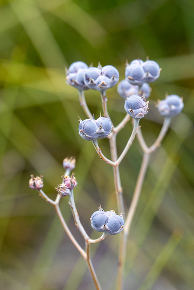Haemadorum tenuifolium | Blood Root