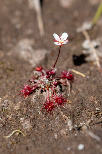 Photograph of wallum and heath wildflowers on Sunshine Coast, Queensland, Australia. Drosera pygmaea | Tiny Sundew