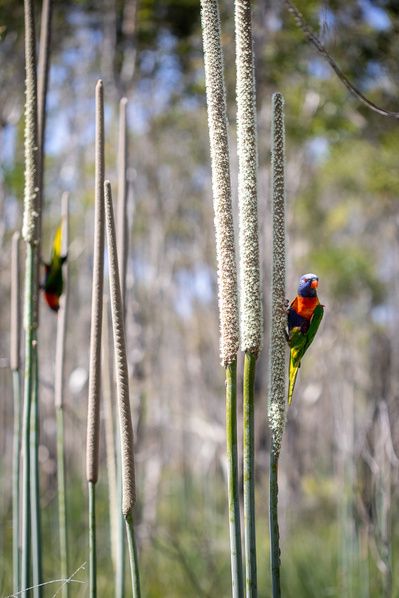 Xanthorrhoea fulva | Wallum Grasstree with Trichoglossus moluccanus | Rainbow Lorikeet